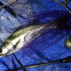 小アジ狙いで、シーバス